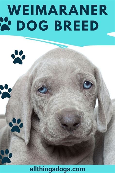 weimer reimer dog|Weimaraner Dog Breed: 12 Facts To Know Before Buying .